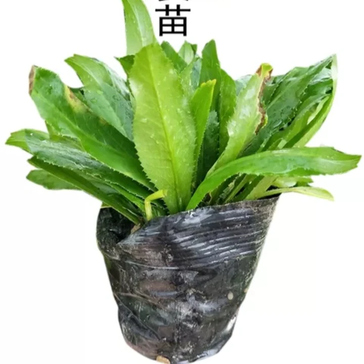 大芫荽老缅芫荽云南大香菜种苗带根带土老根盆栽1盆10棵大苗