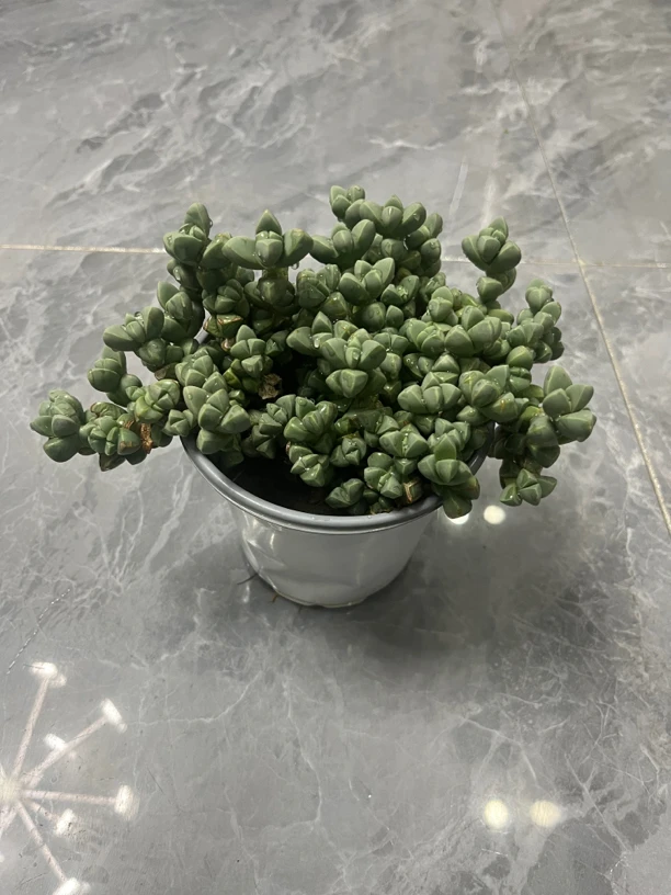 鹿角海棠老桩盆景最新款多肉室内绿植小盆栽办公室盆栽多肉直销