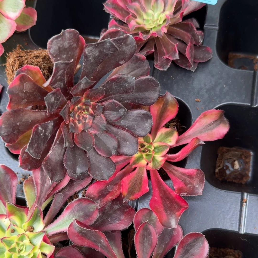 胖**滴098加火烧云发货