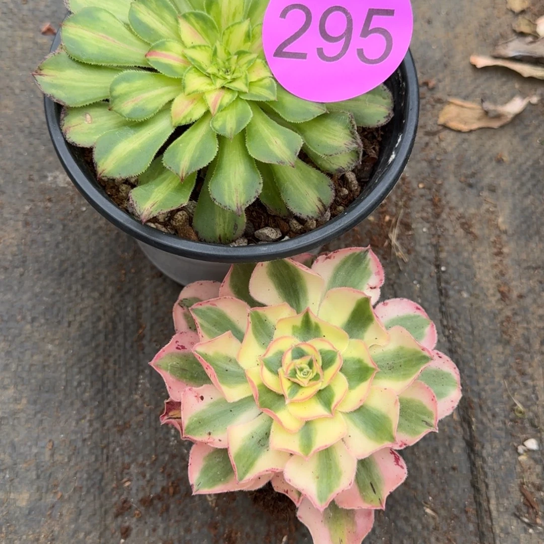 用****4295绿魄，知否发货