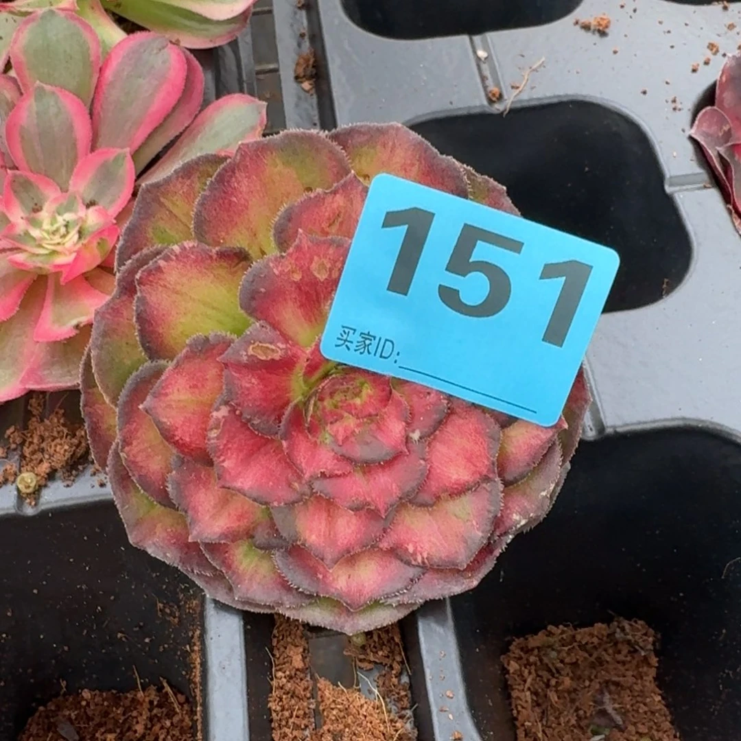 芬151海王七彩发货