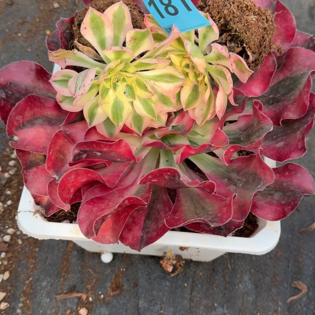 东*181换爱丽丝补差发货带土