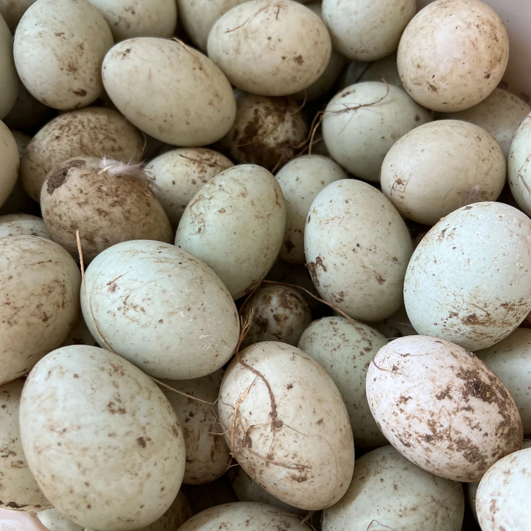 野川【文登黑鸭】鸭蛋【原种场顺丰直发】