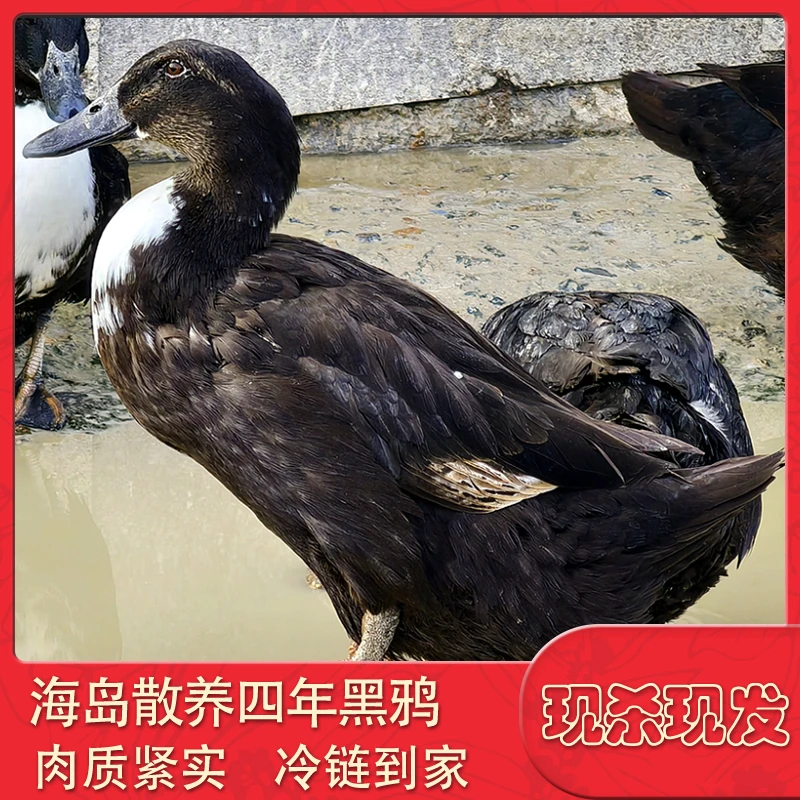【四年老鸭现抓现杀】海岛散养散养四年煲汤老黑鸭 一只净重2.5-3斤