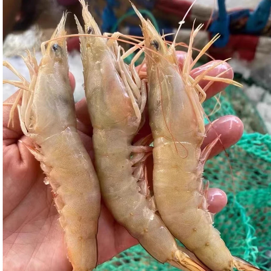 3斤野生海捕麻虾 卢虾 大海虾 1斤/盒 顺丰（京东）冷链包邮