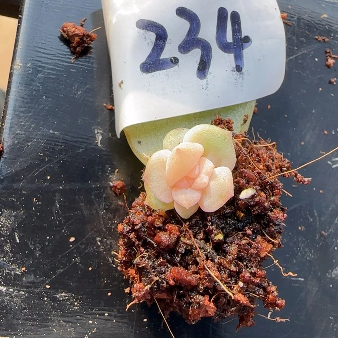 会***生234句多肉植物一物一拍