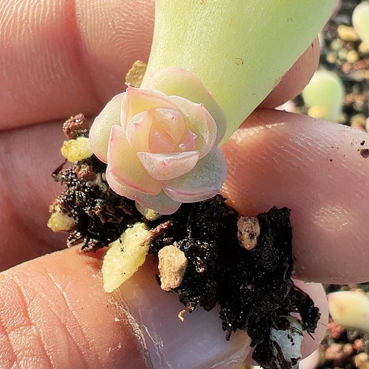 太****”太阳当空照多肉植物叶插