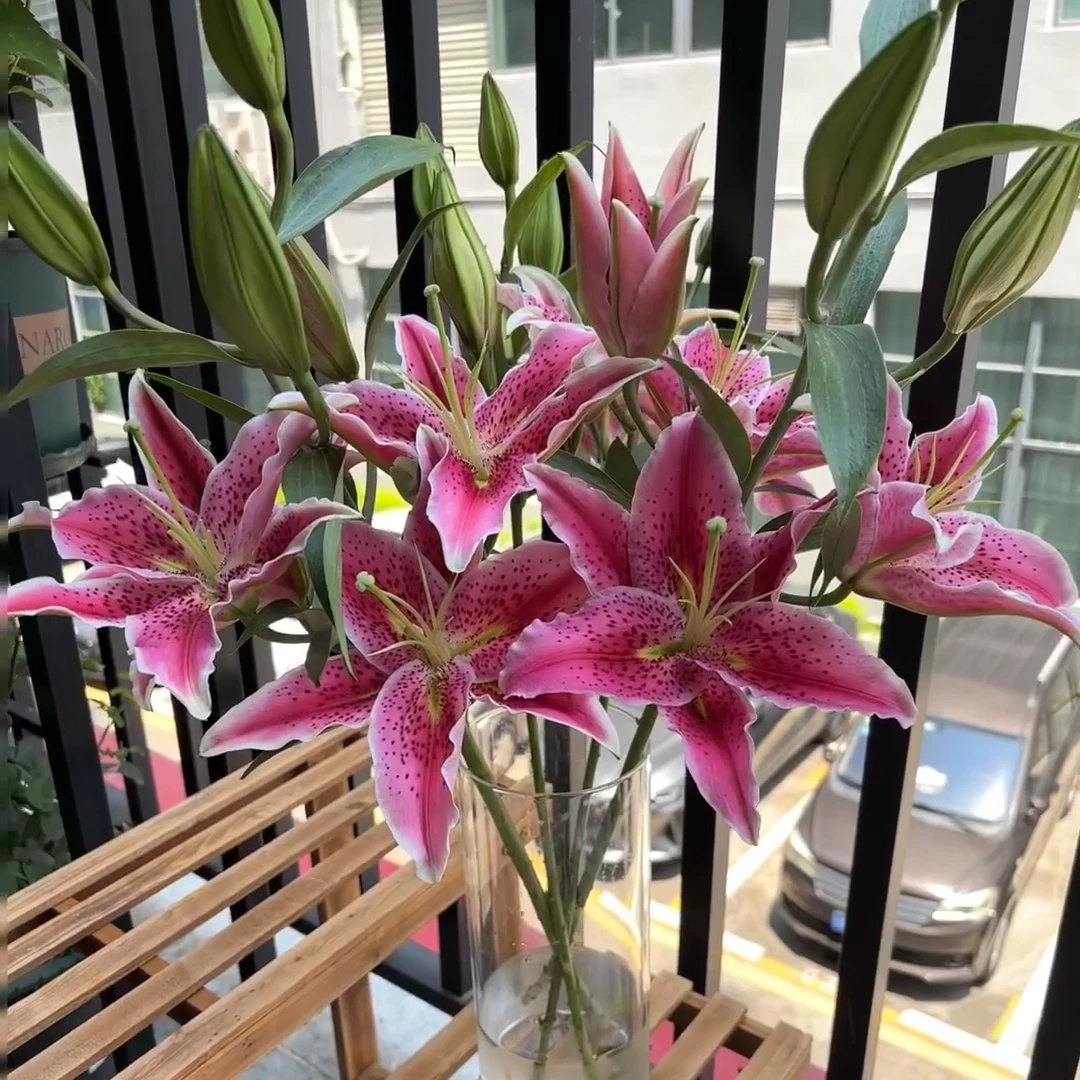 【西尔则】-草莓沐恩单瓣百合