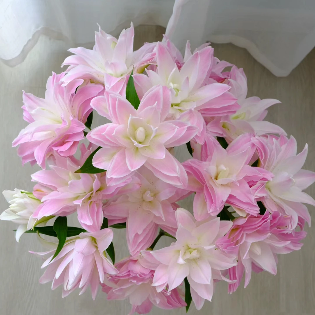 ［西尔则］莲花皇后-重瓣百合