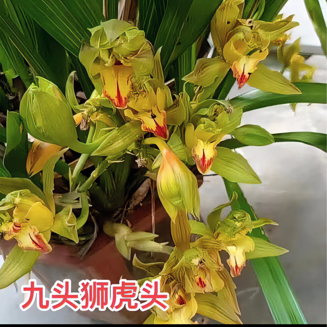 云南虎头兰九头支装狮.·奇花稀有品种