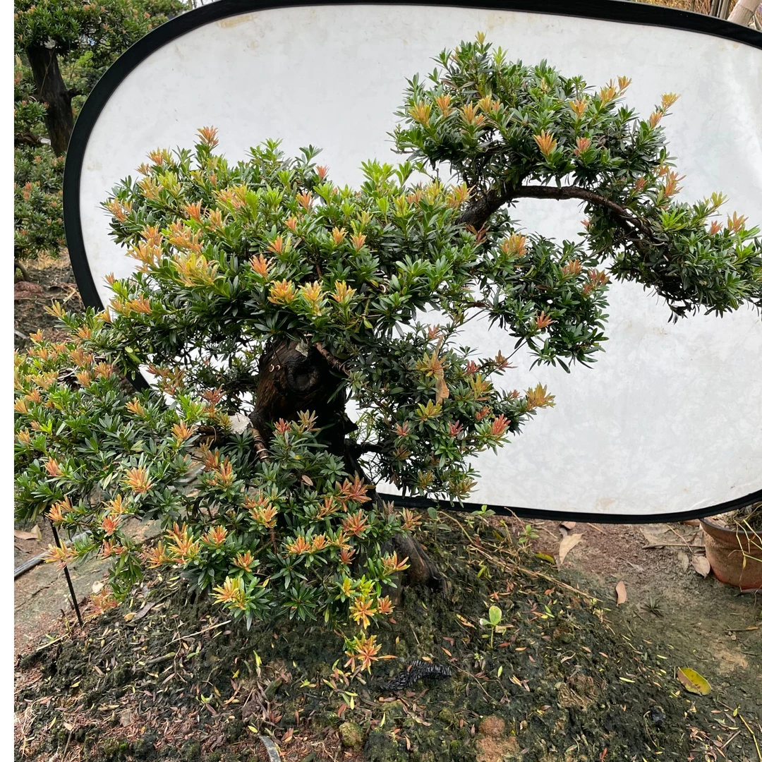 小叶菊花芯罗汉松，小红帽，海岛菊花心，成活发货下单产品