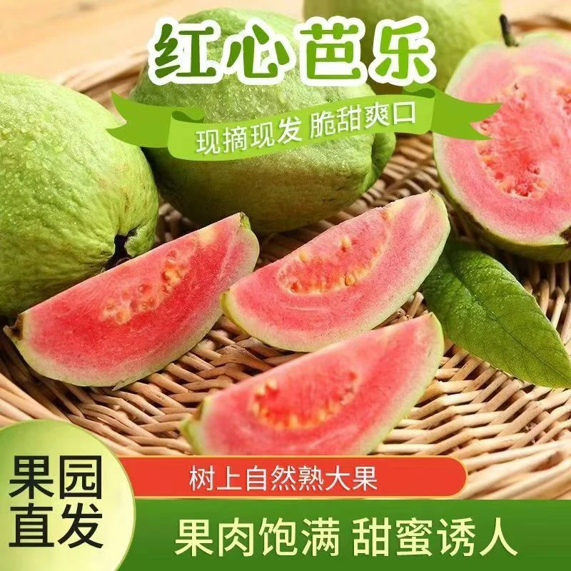 广西红心芭乐1/5斤红心番石榴产地采摘脆口感品种好吃