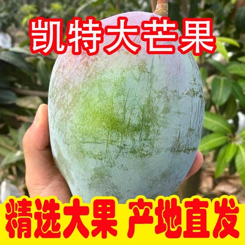 现摘现发四川攀枝花凯特芒果新鲜当季水果催熟后食用产地直发