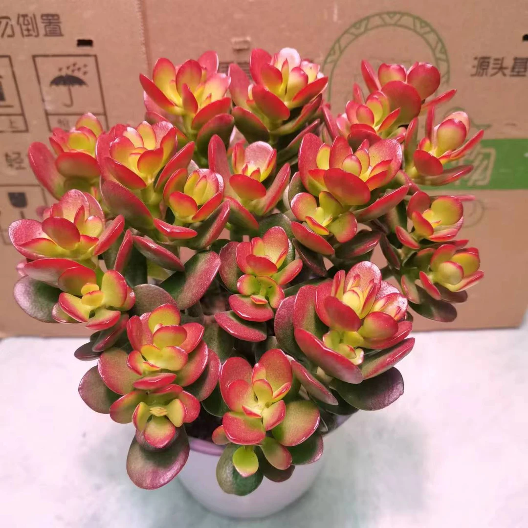 摇钱树大颗老桩办公室绿植新手好看好养盆栽多肉植物基地直发