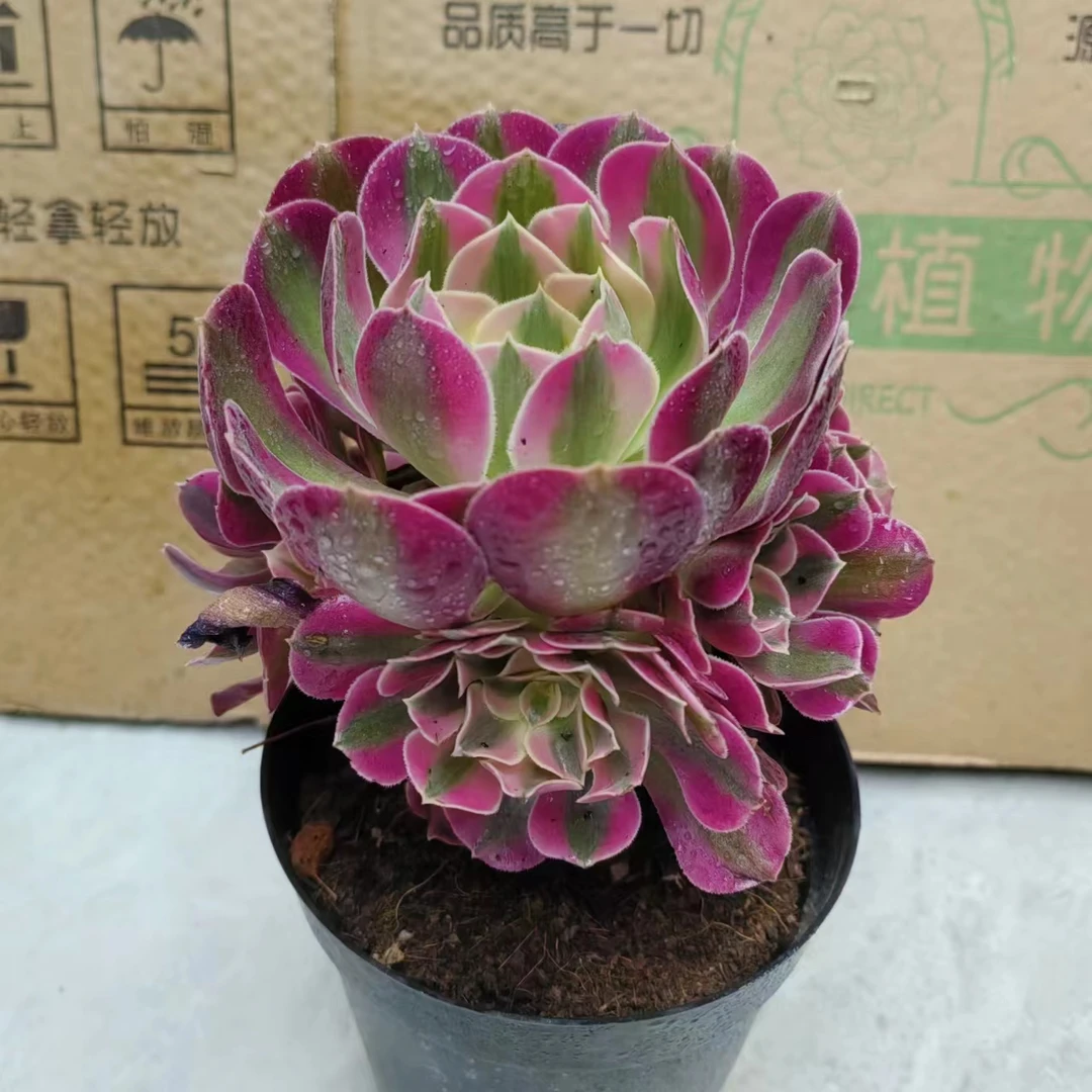粉女巫(夏季好养)10-12公分叶展冠幅直径 朵朵玫瑰法师 多肉植物