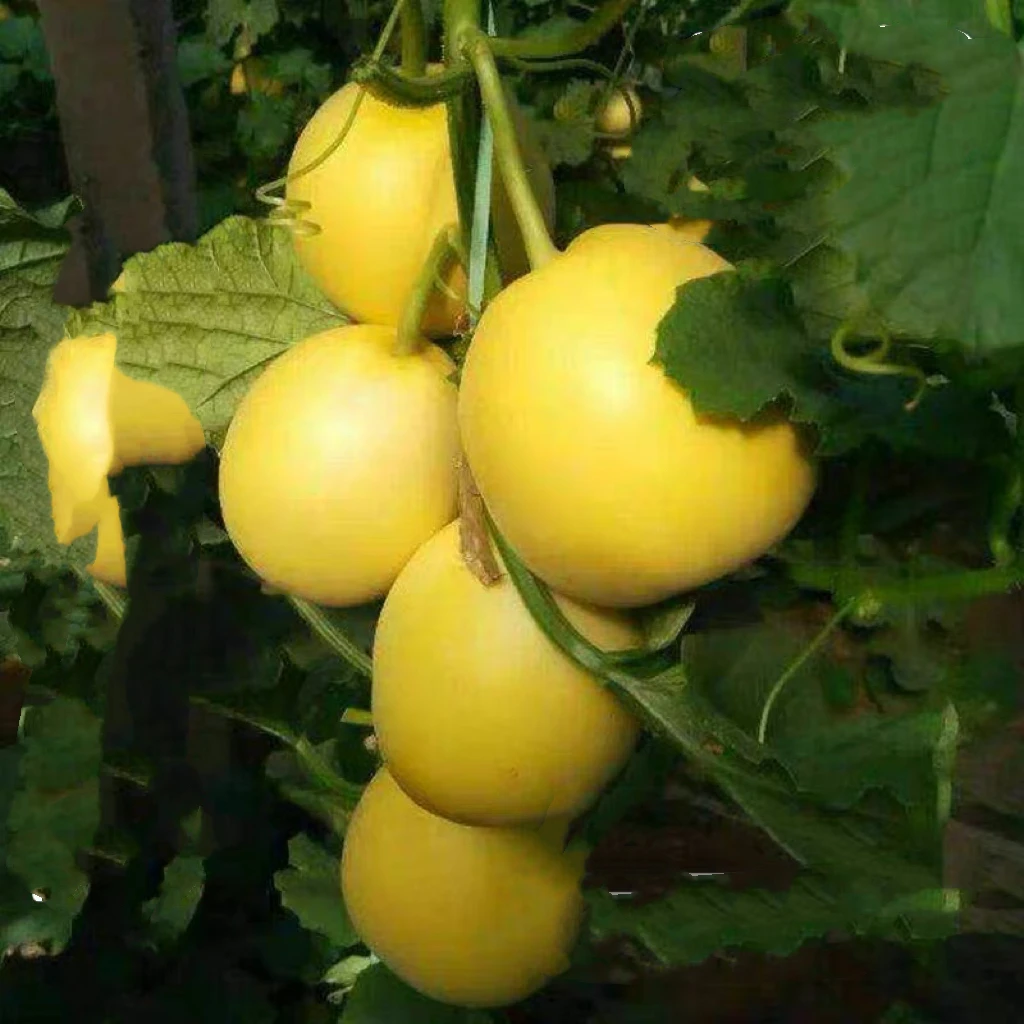 黄皮白肉薄皮甜瓜种子瑞甜11号甜瓜简单夏季温室春季蔬菜