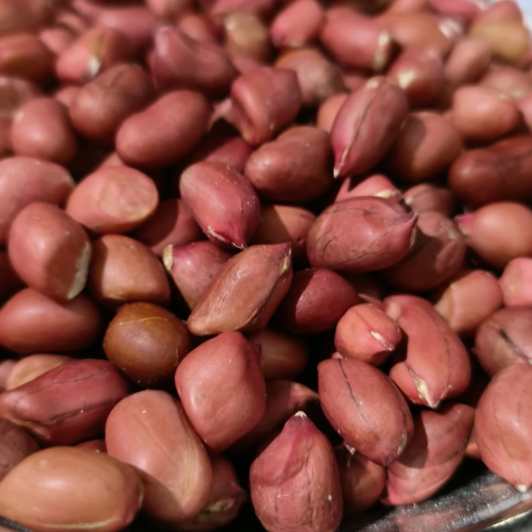 苏北   新红皮花生仁