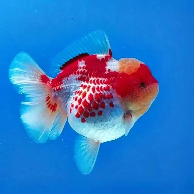 精品 泰狮金鱼  将军泰狮  百褶泰狮    兰寿金鱼