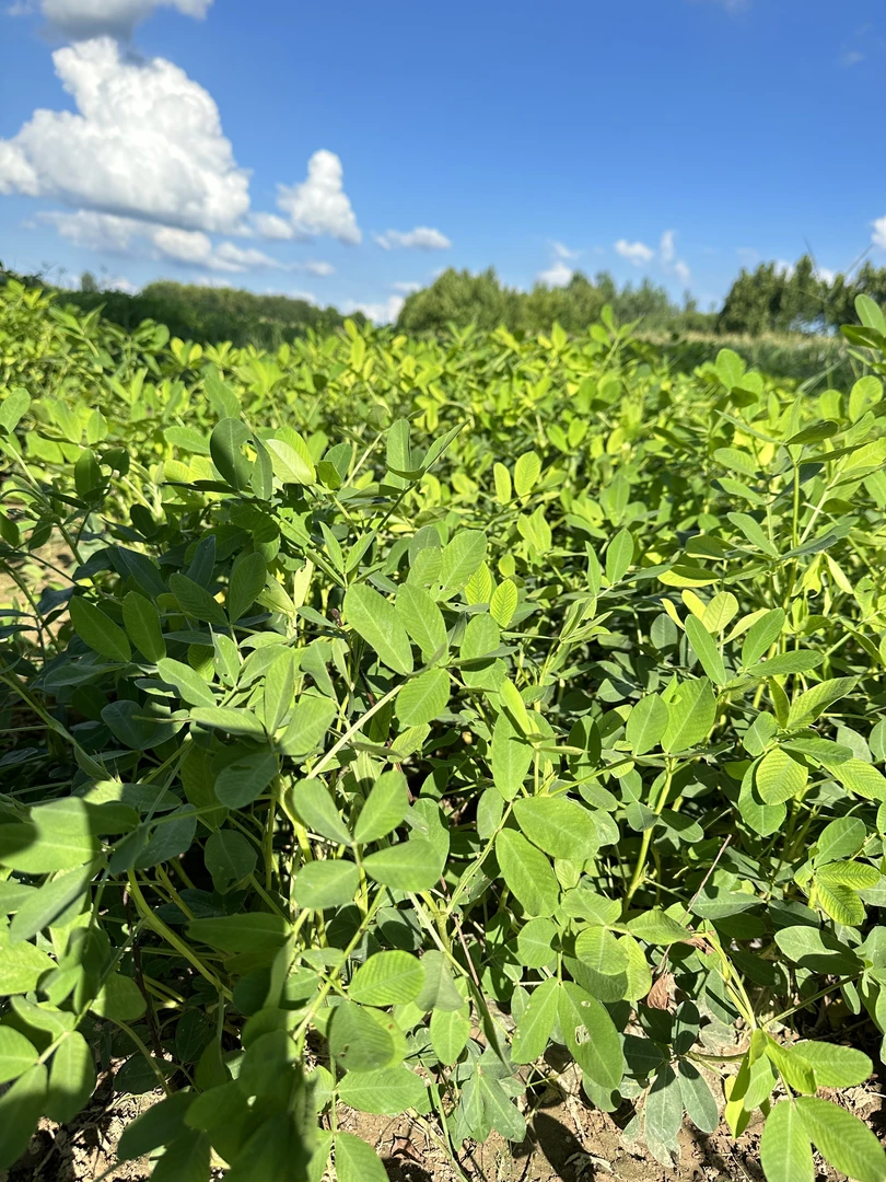 河南本地黑皮花生