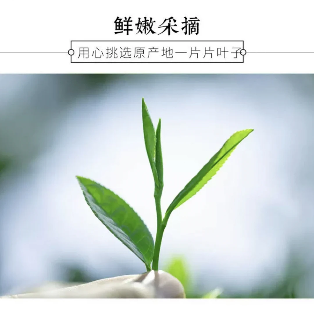 【2025年新茶】头采口粮茶毛尖回甘春茶炒青嫩芽嫩叶