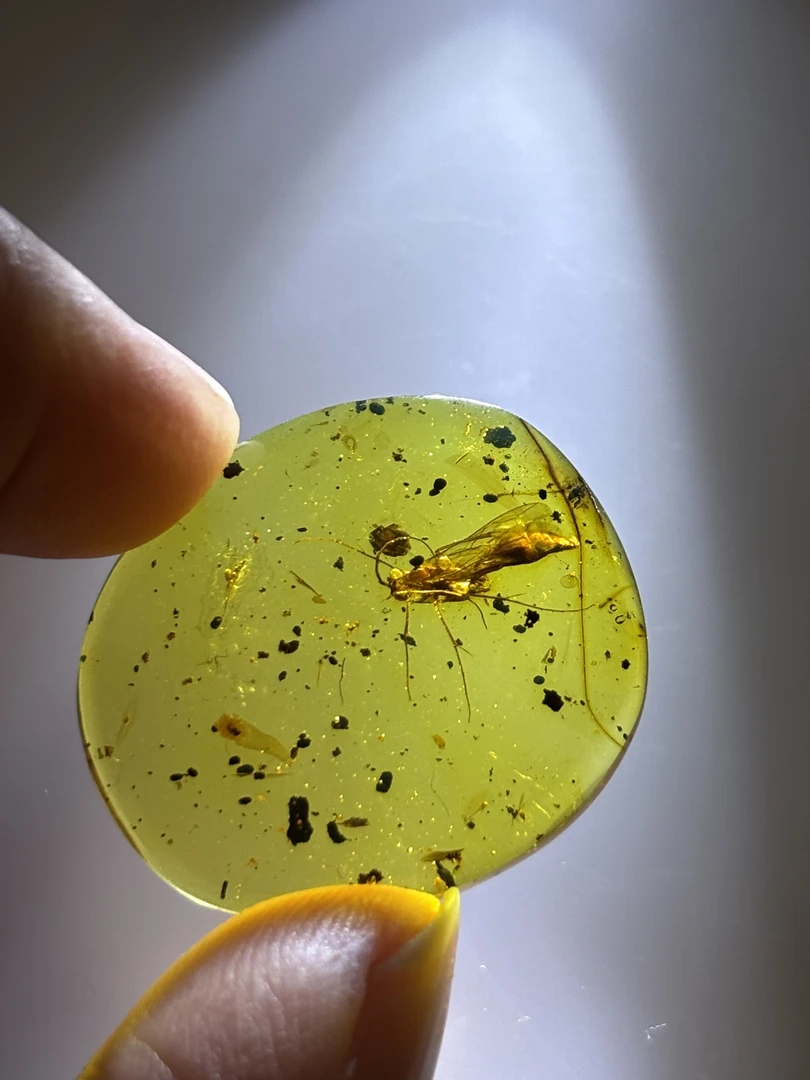 琥珀虫珀少见大蜂
