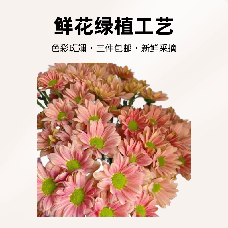 云南基地直发鲜切花鲜花直发橙色菊花全店认意N单一个运费鲜花