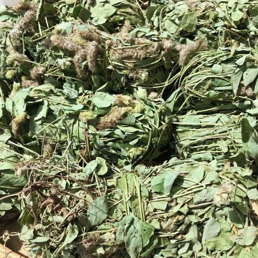 新货狸尾草自然晒干 新鲜 煲汤干货