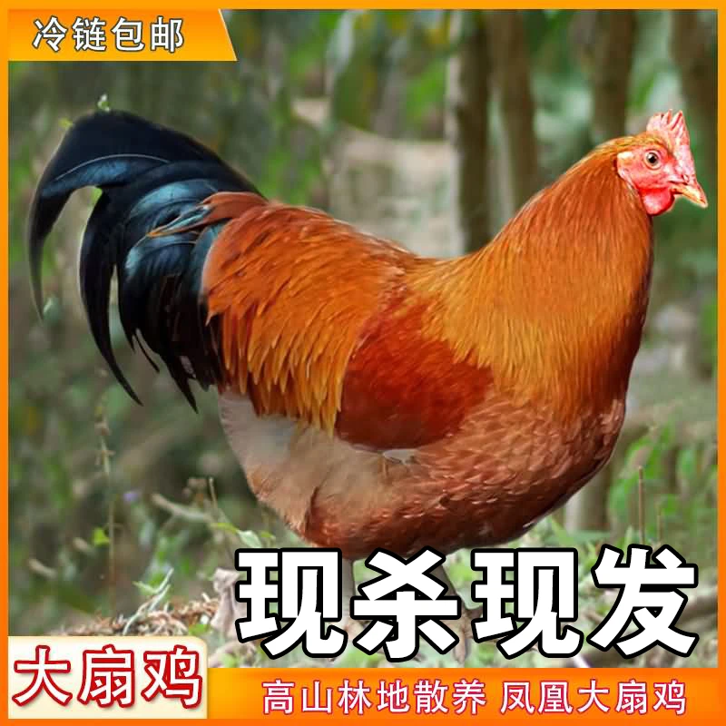 现杀肇庆广宁凤凰大扇鸡(阄鸡)毛重6斤起-散养足250天 顺丰包邮！