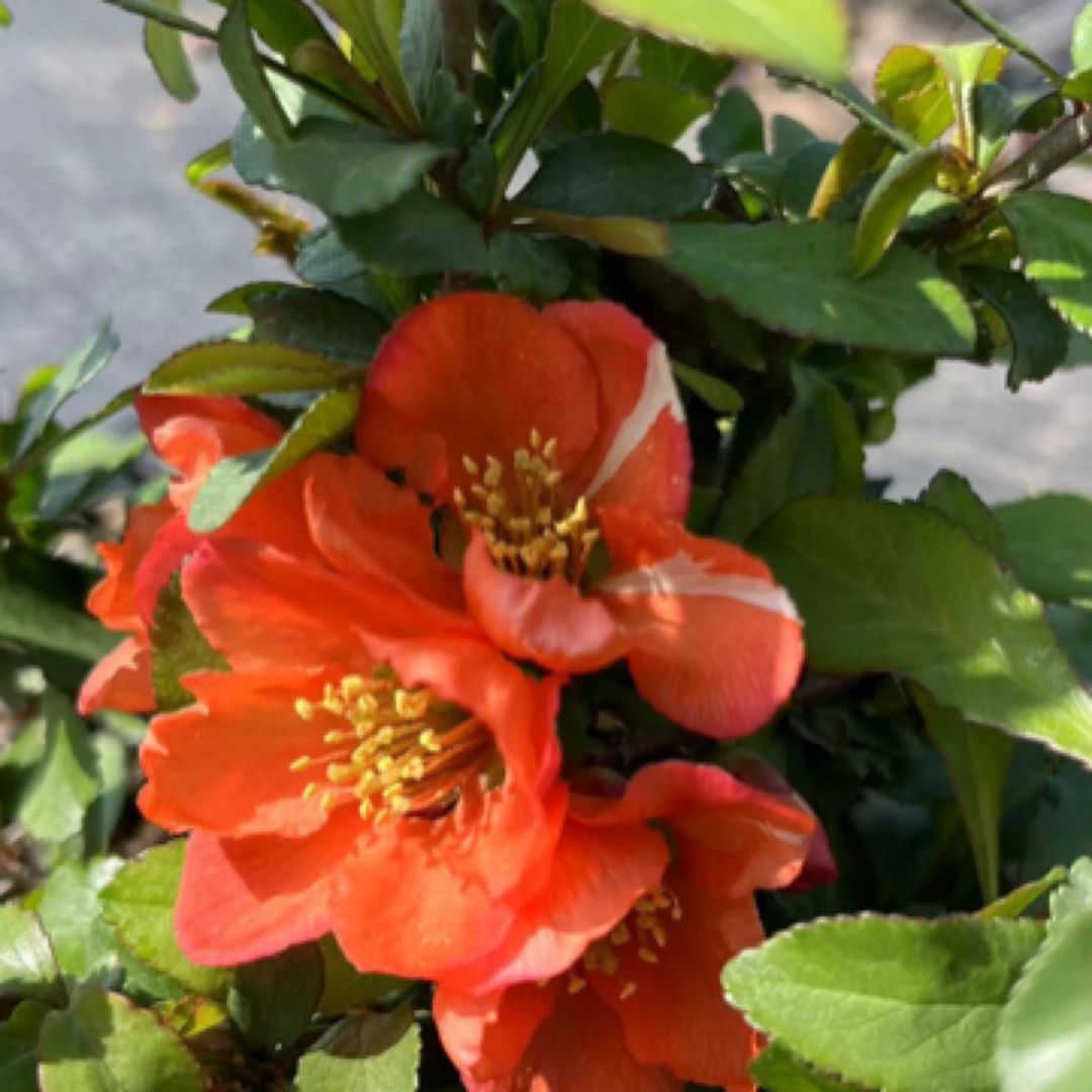 【直播链接】红花一号长寿梅 姬小丁 樱小丁 黑长寿