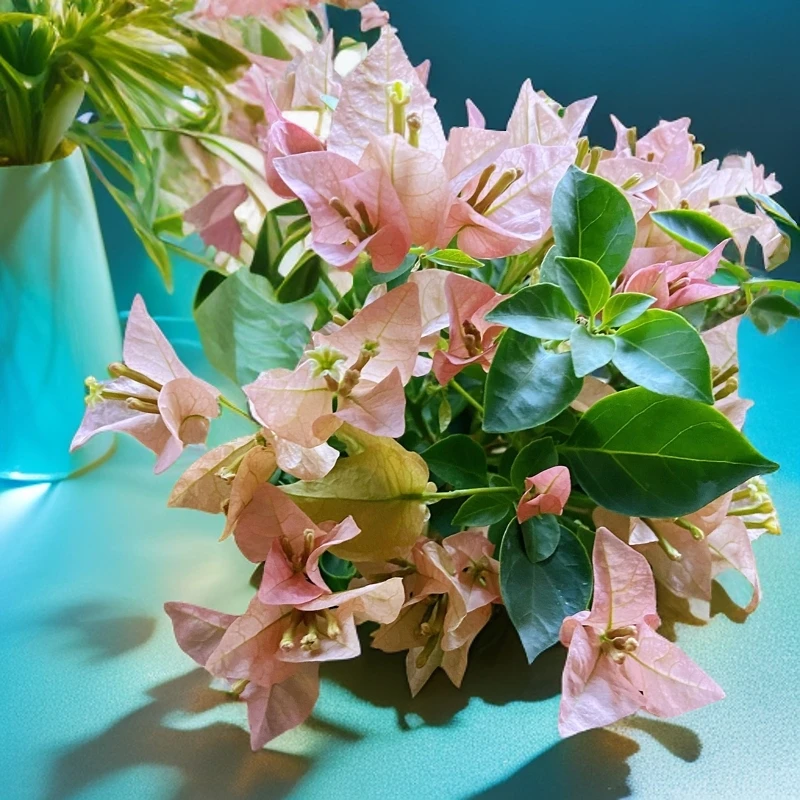 【直播间一物一拍二号】卡亚塔漳红缨绿樱老桩盆景造型装