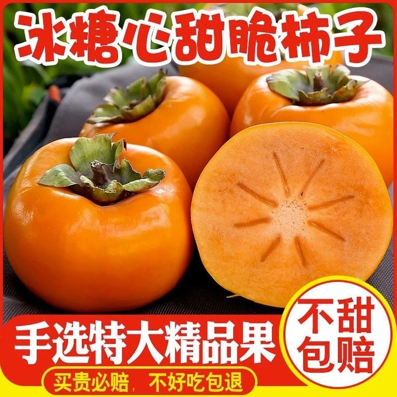 【精品】正宗巧克力脆柿子新鲜应季水果现摘生吃脆甜柿子整箱批发