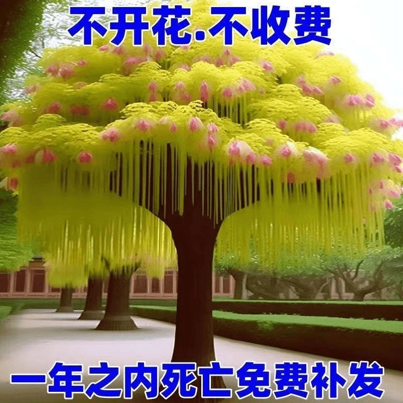 精选耐寒名贵流苏树苗庭院种植花苗四月雪花卉盆栽养护好养的花卉