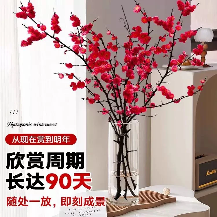 红梅水培鲜枝干枝雪柳带花苞鲜花卉植物室内水养桃花支腊梅花盆栽