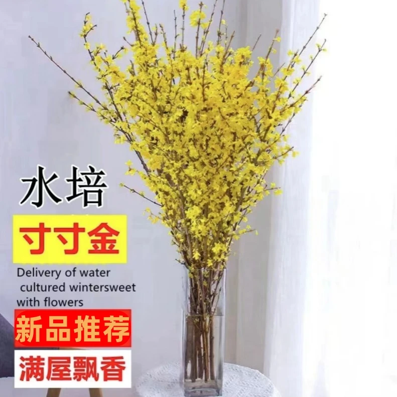 寸寸金鲜花水培植物连翘鲜切枝遇水开花腊梅干支水养室内年宵花卉