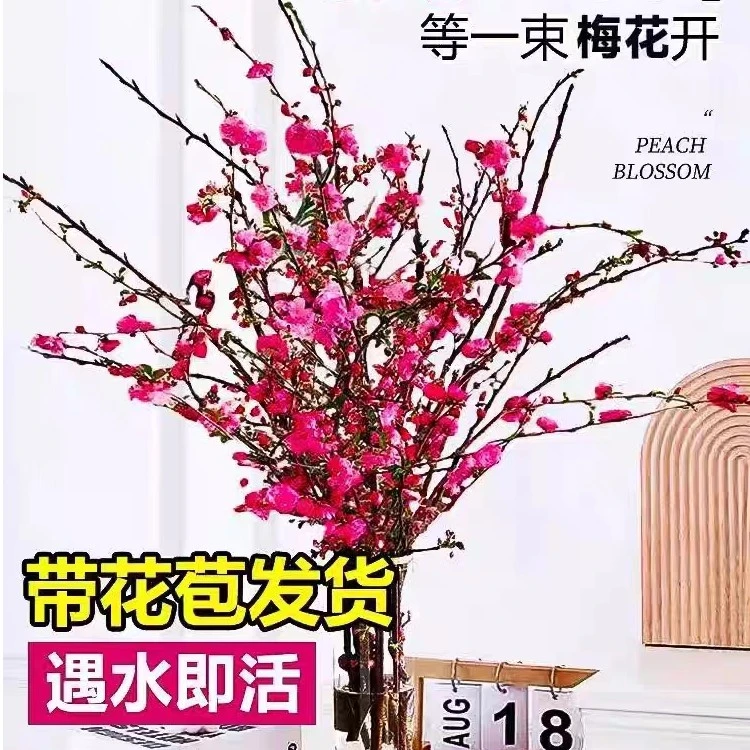 【年宵花枝】干枝飘香遇水开花带花苞红梅花枝耐寒好养超长新年装饰
