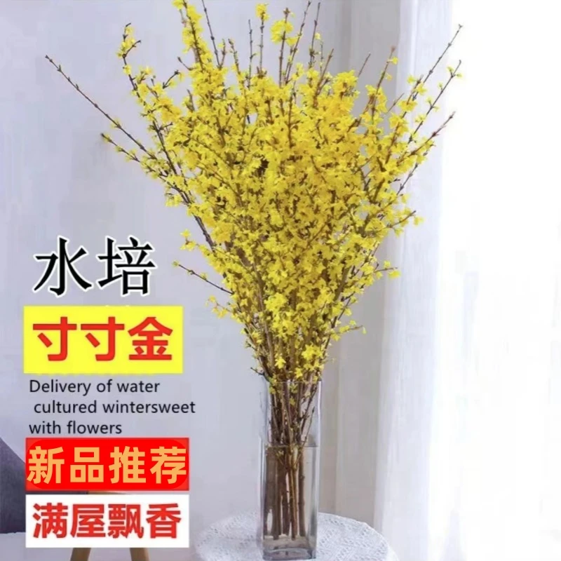 腊梅干枝年宵寸寸花卉耐寒花办公桌水培金耐寒植物鲜枝雪柳腊梅