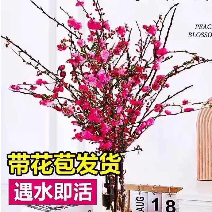 【年宵枝条】干枝飘香遇水开花带花苞红梅花枝耐寒好养超长新年装饰