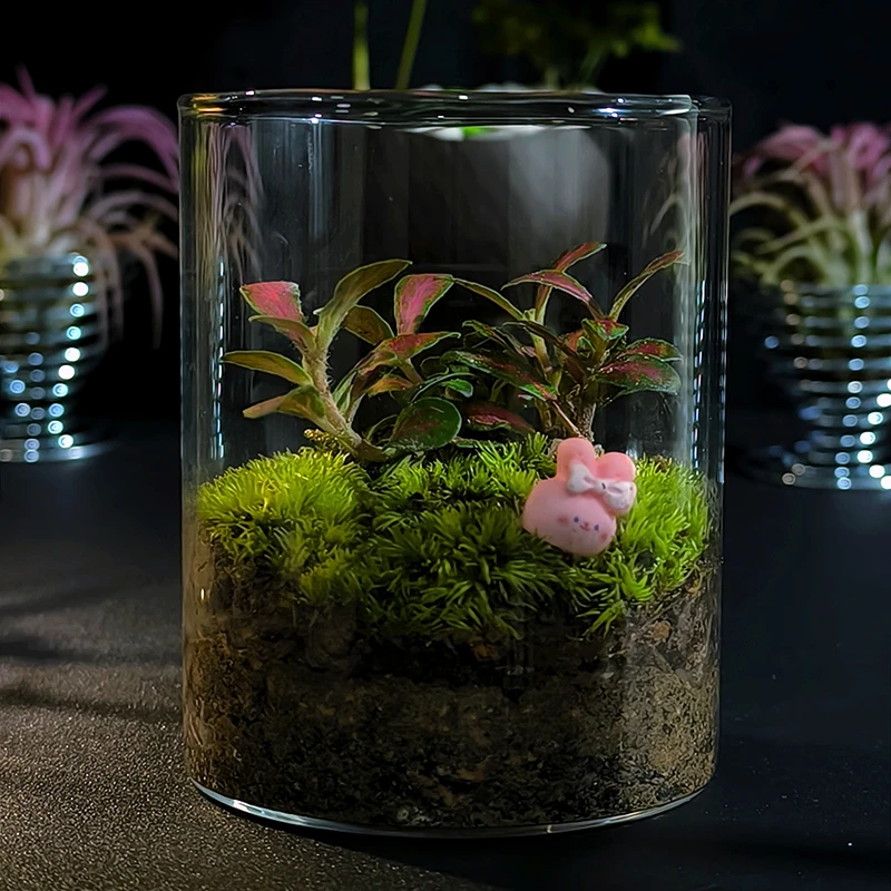 【福利品】创意桌面苔藓微景观成品盆景好养鲜活绿植生态摆件懒人