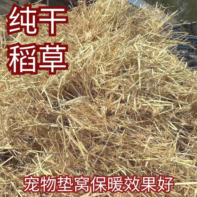 新稻草天然宠物鸡窝草干稻草牛羊猪饲料狗鸭窝草道具谷草秸秆垫窝