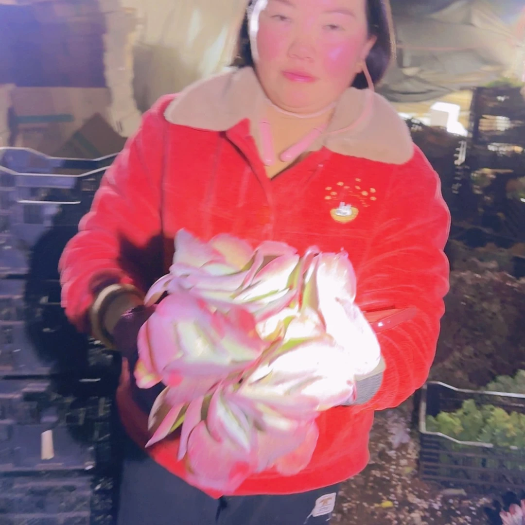 【闪购商品】唐印锦多肉