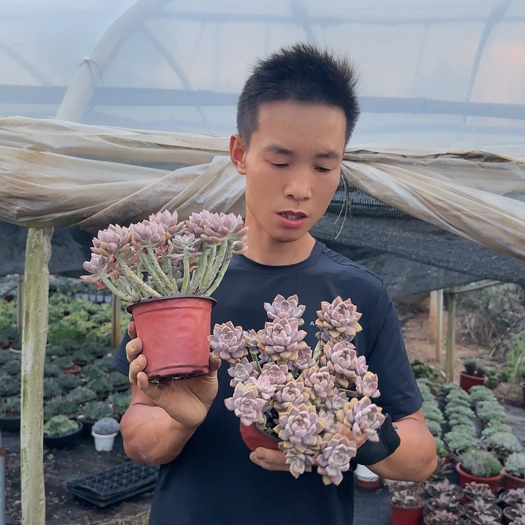 小盆栽阿伦陪多肉多肉