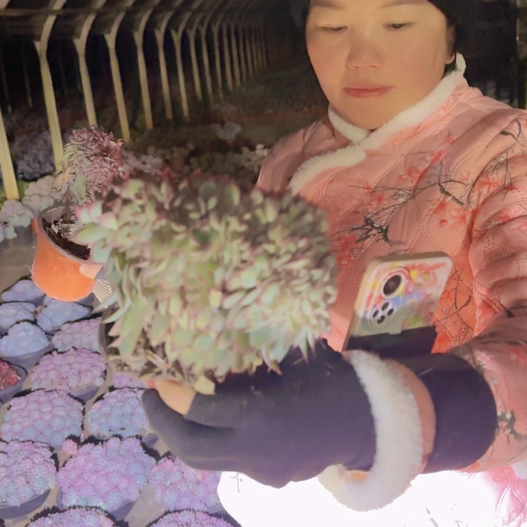 【闪购商品】月光女神多肉