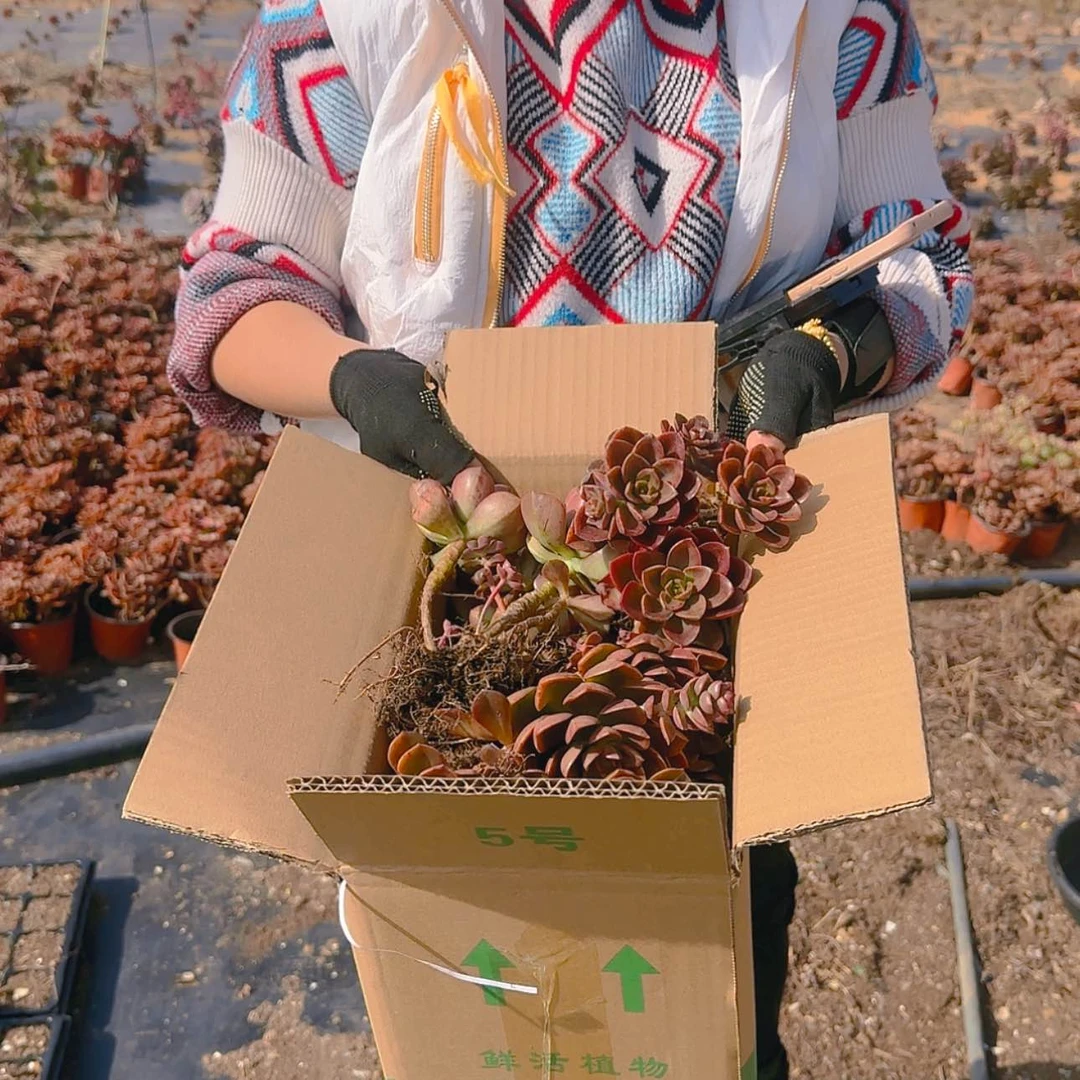 【闪购商品】箱拍巧克力多肉