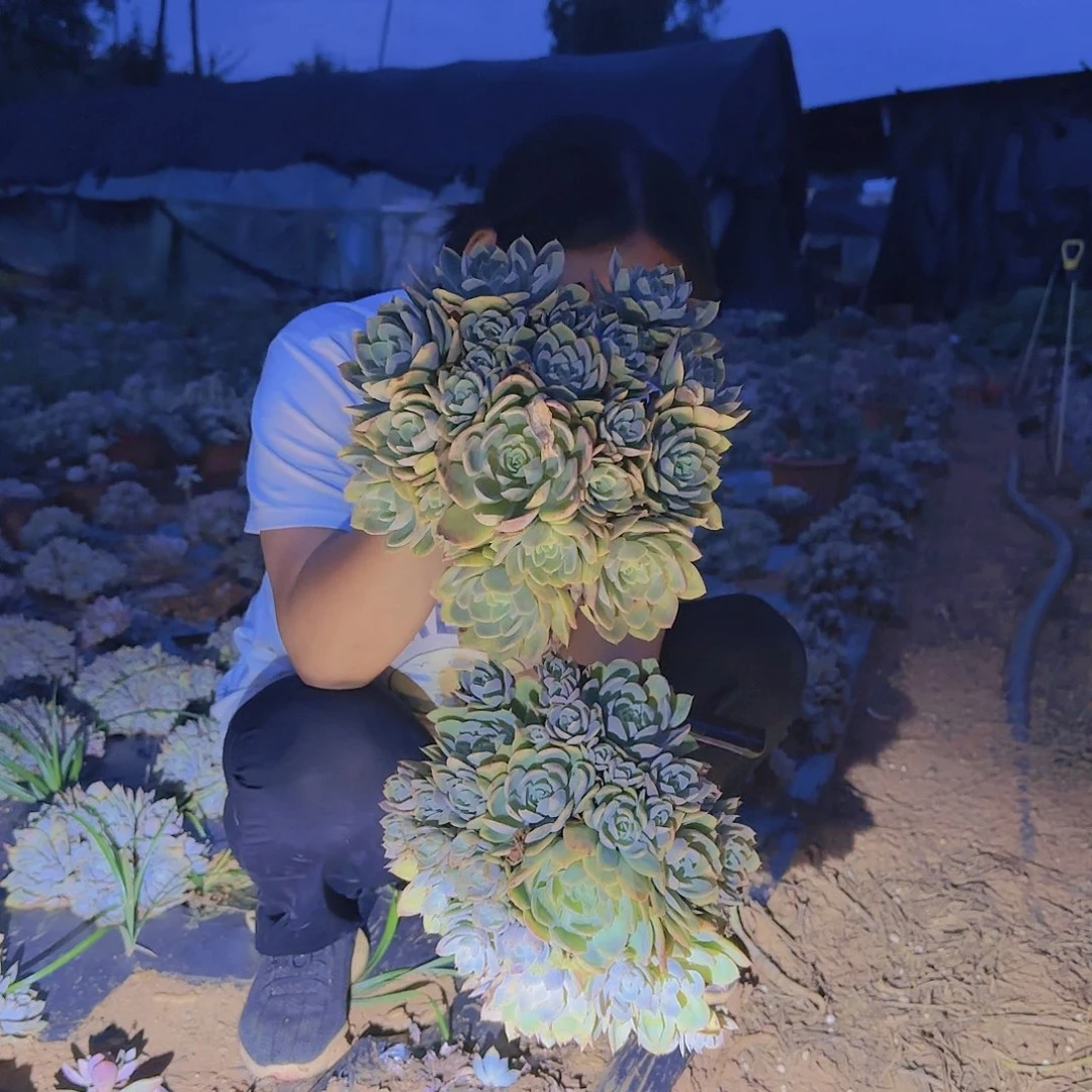 地栽丝绸面纱多肉2颗