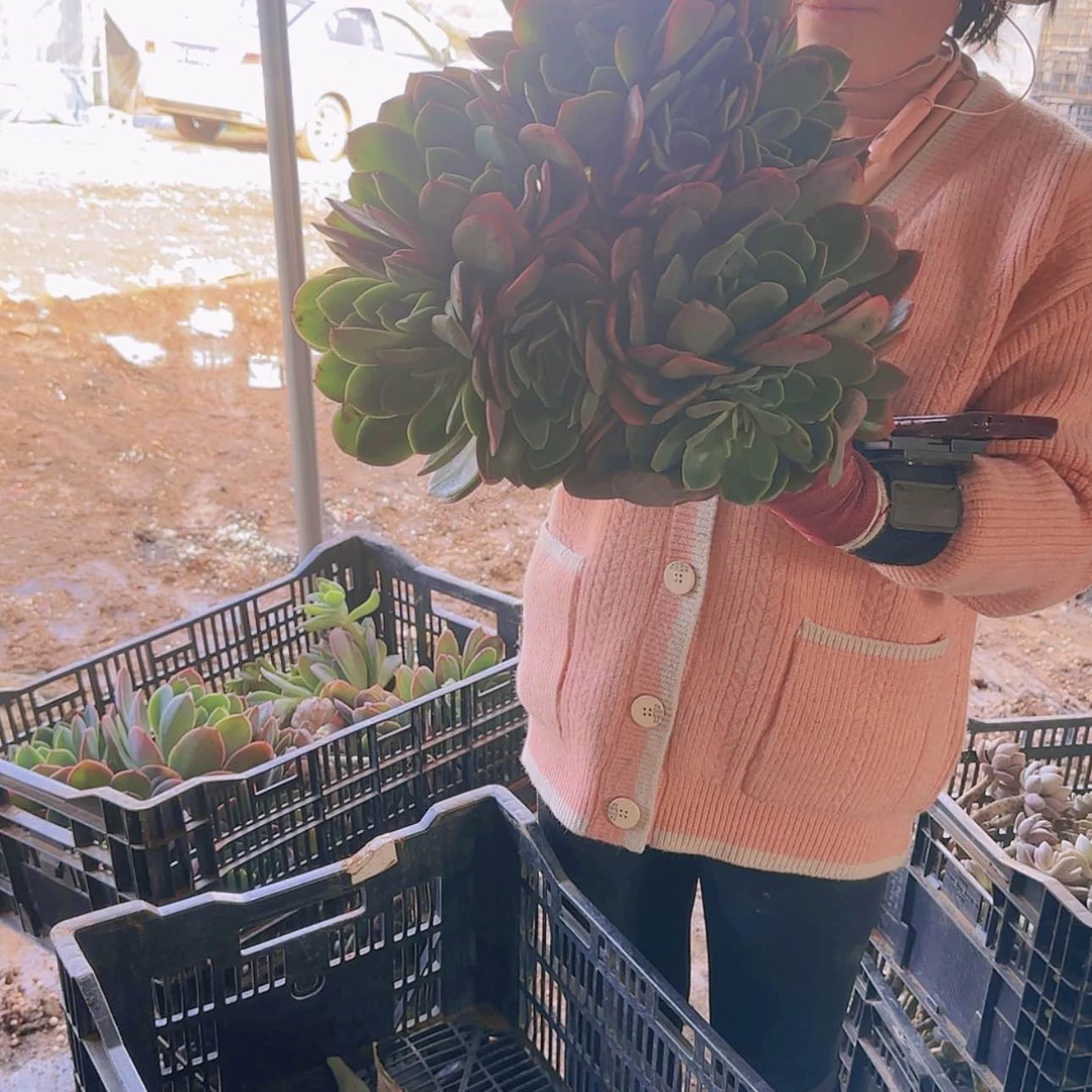 【闪购商品】绮罗多肉