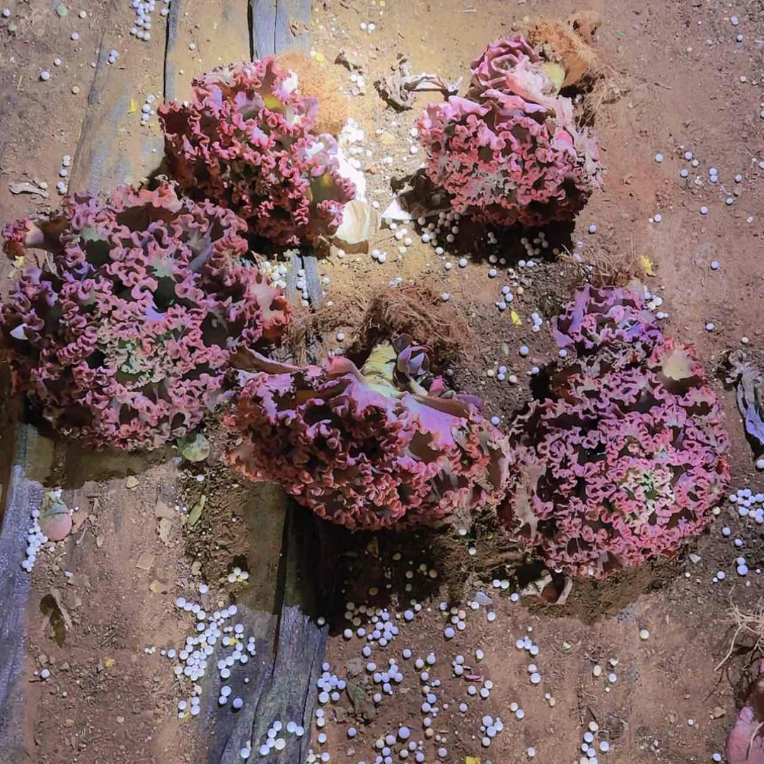 【闪购商品】地栽女花立多肉