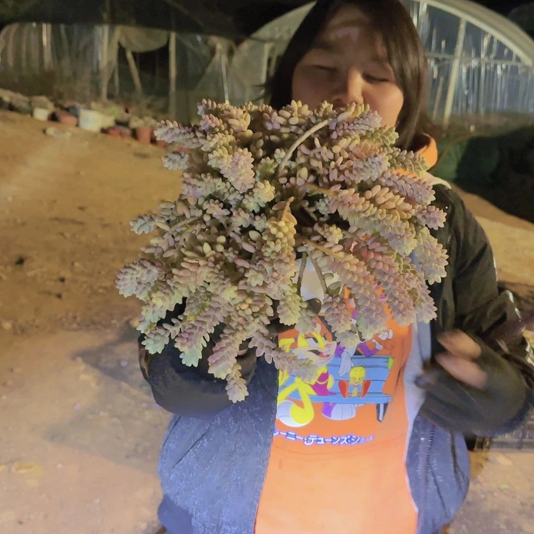 【闪购商品】盆栽彩虹玉坠多肉