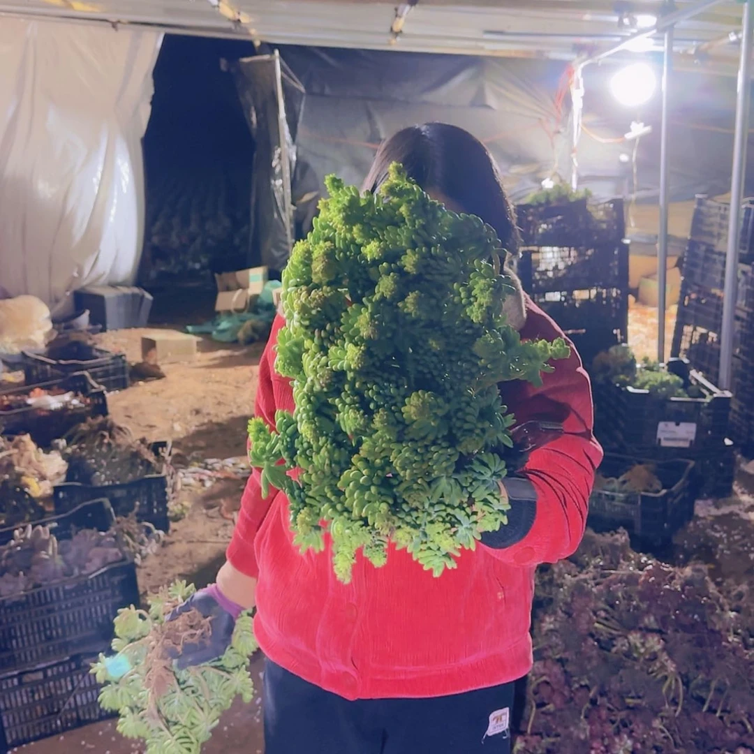 【闪购商品】地栽八千代多肉