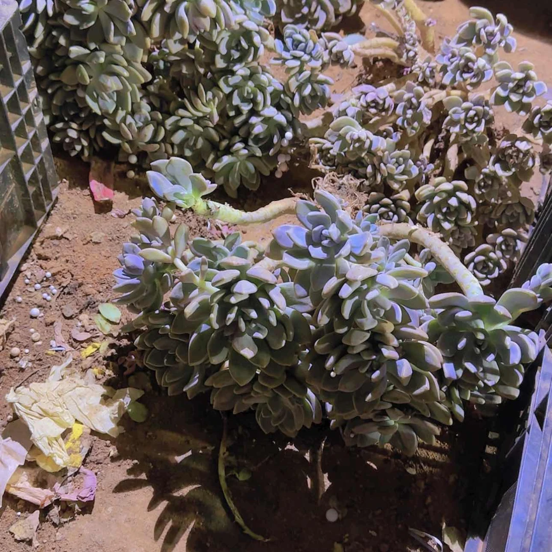 【闪购商品】地栽冻美人多肉