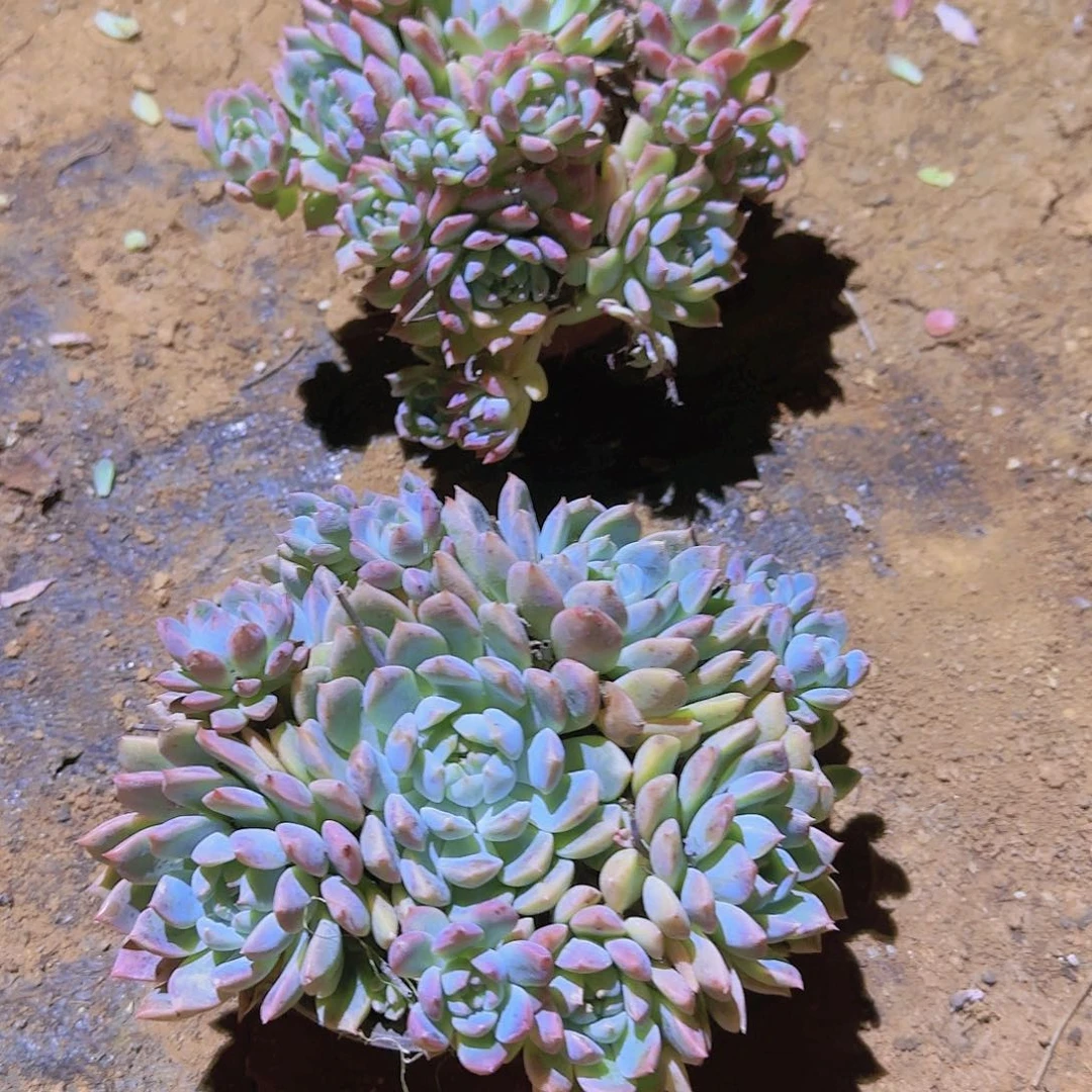 盆栽霜花多肉2颗